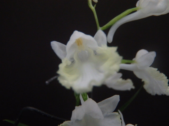 野草★ウチョウラン★※S※６５１『　白黄仁連　』　増殖（イワチドリ、スズチドリ）_3