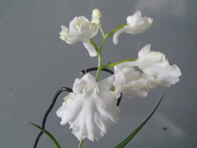 野草★ウチョウラン★※S※６５１『　白黄仁連　』　増殖（イワチドリ、スズチドリ）_4