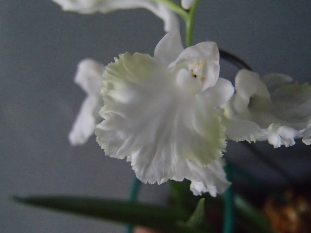 野草★ウチョウラン★※S※６５１『　白黄仁連　』　増殖（イワチドリ、スズチドリ）_5