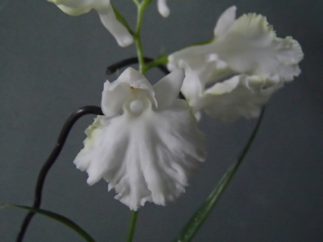 野草★ウチョウラン★※S※６５１『　白黄仁連　』　増殖（イワチドリ、スズチドリ）_6