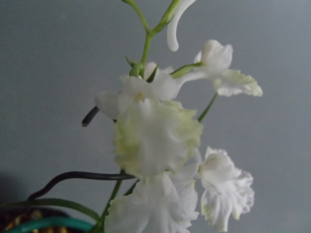 野草★ウチョウラン★※S※６５１『　白黄仁連　』　増殖（イワチドリ、スズチドリ）_7