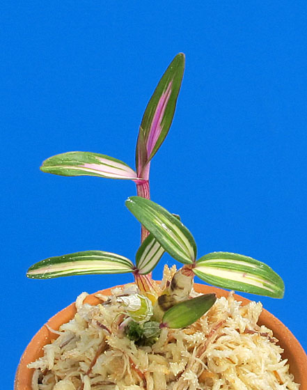 ★セッコク・長生蘭、高知産、中透け・軸紅透けの「紅光仙」★