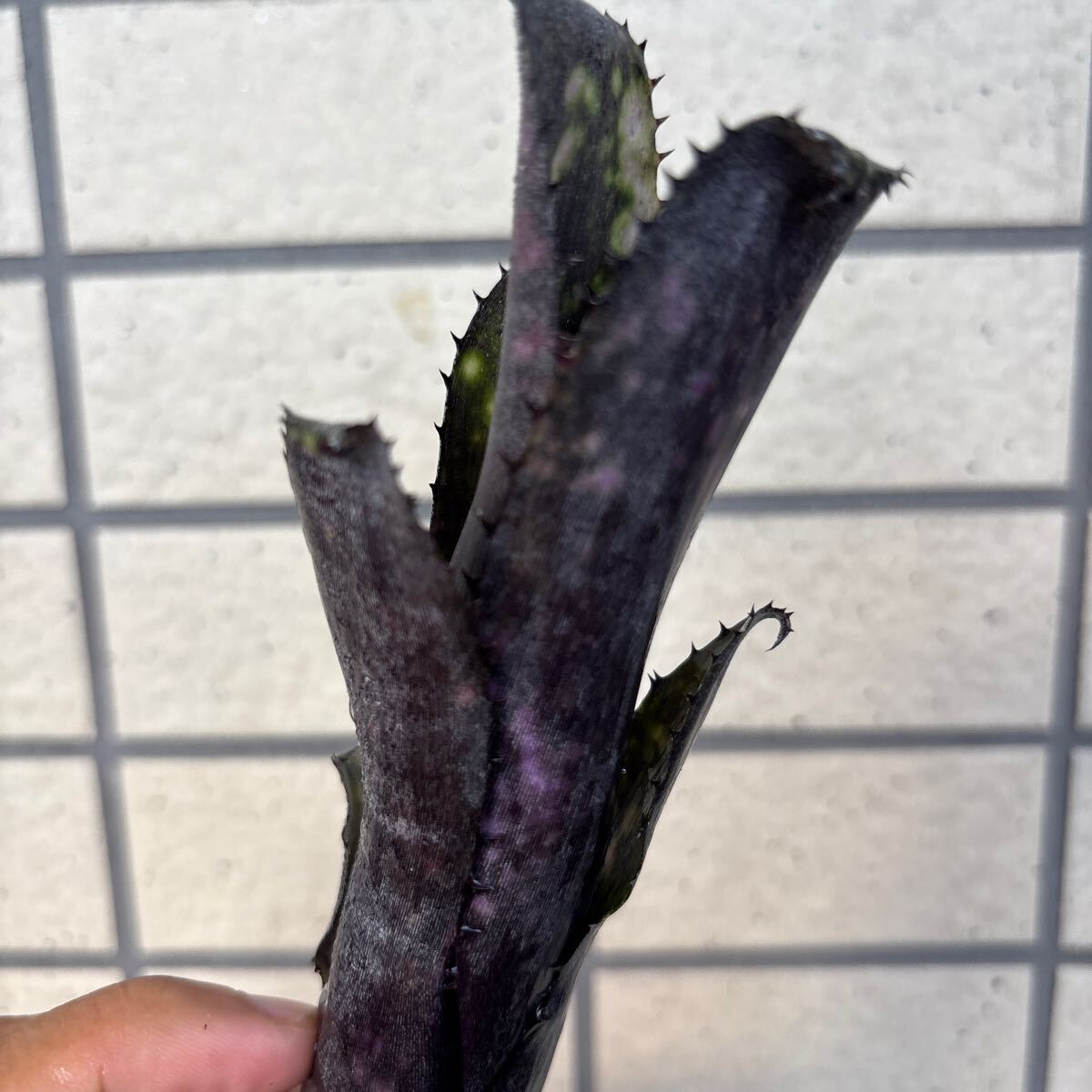 ブロメリア・エアープランツ Billbergia Little Black ブロメリア billbergia little black ビルベルギア(アナナス)｜売買