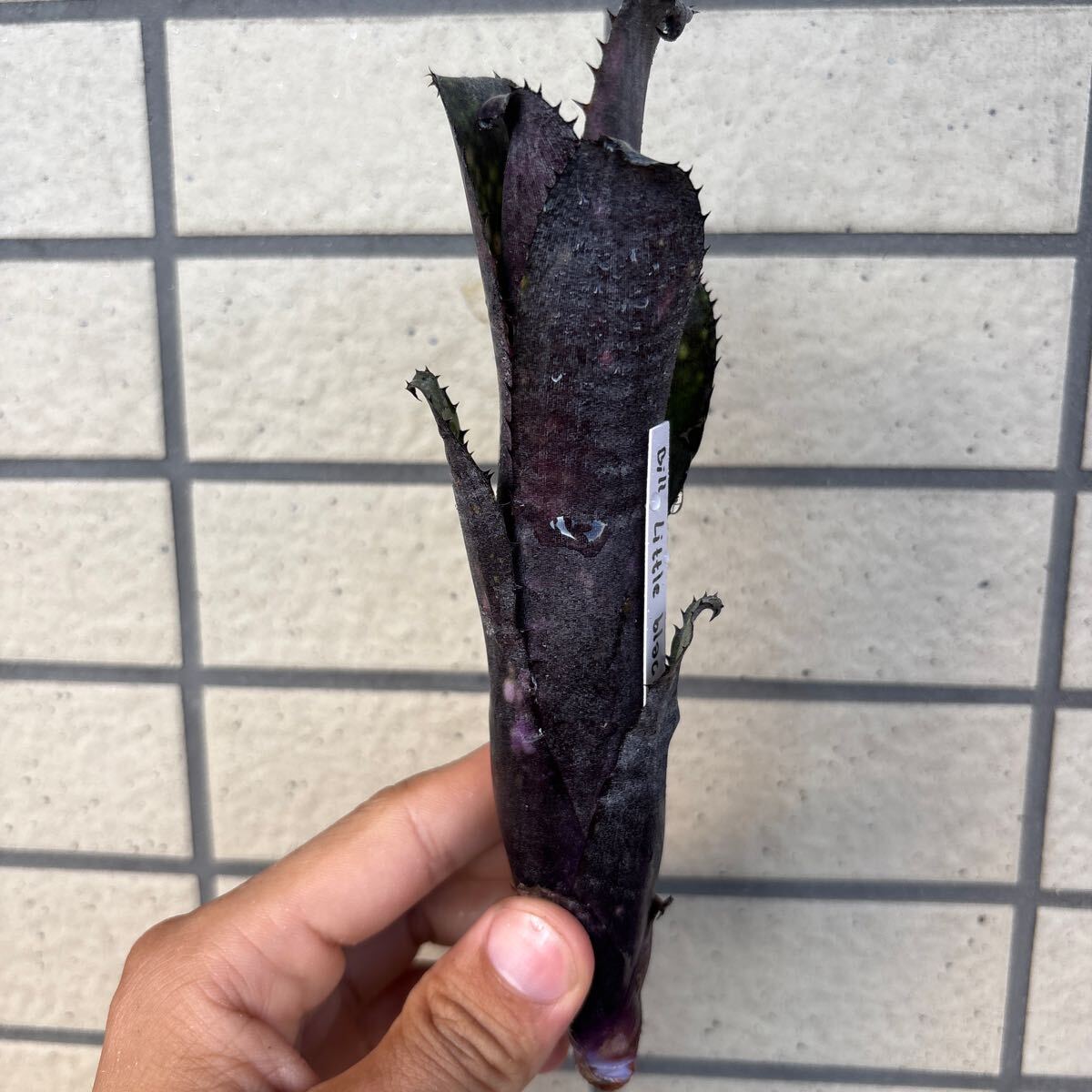 ブロメリア billbergia little black ビルベルギア(アナナス)｜売買