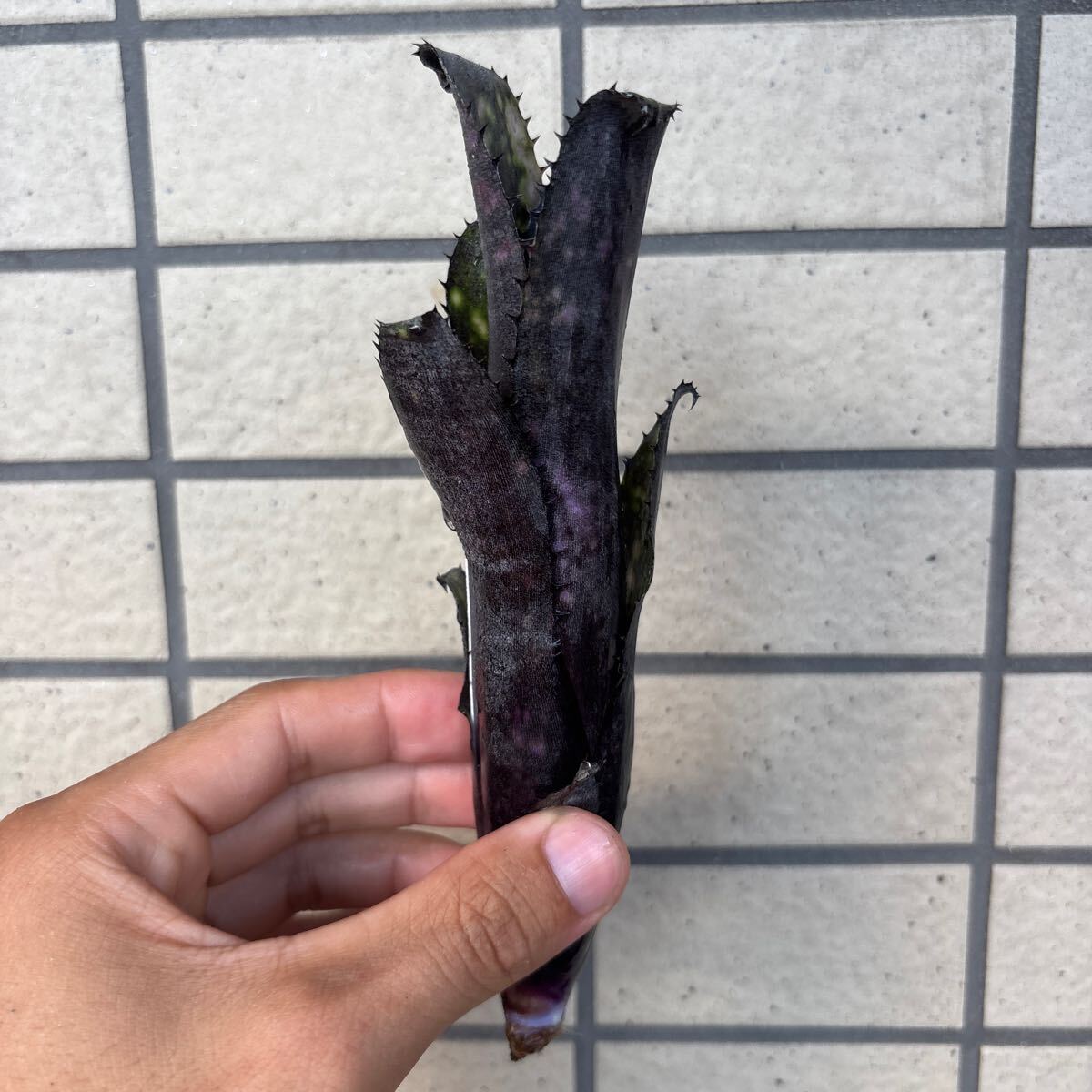 ブロメリア billbergia little black ビルベルギア(アナナス)｜売買