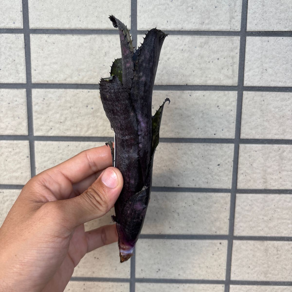 ブロメリア billbergia little black ビルベルギア(アナナス)｜売買