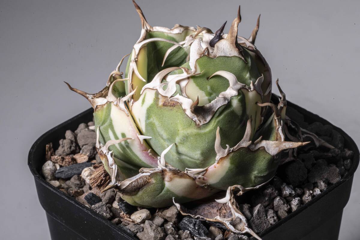 アガベ チタノタ 白鯨 錦 斑入り ボール型 植え込み発送 variegate