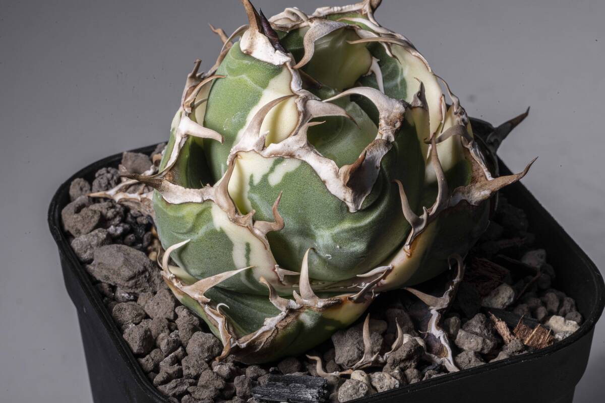アガベ チタノタ 白鯨 錦 斑入り ボール型 植え込み発送 variegate