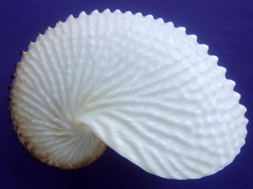 ◎チリメンアオイ　 貝殻 　貝　標本　