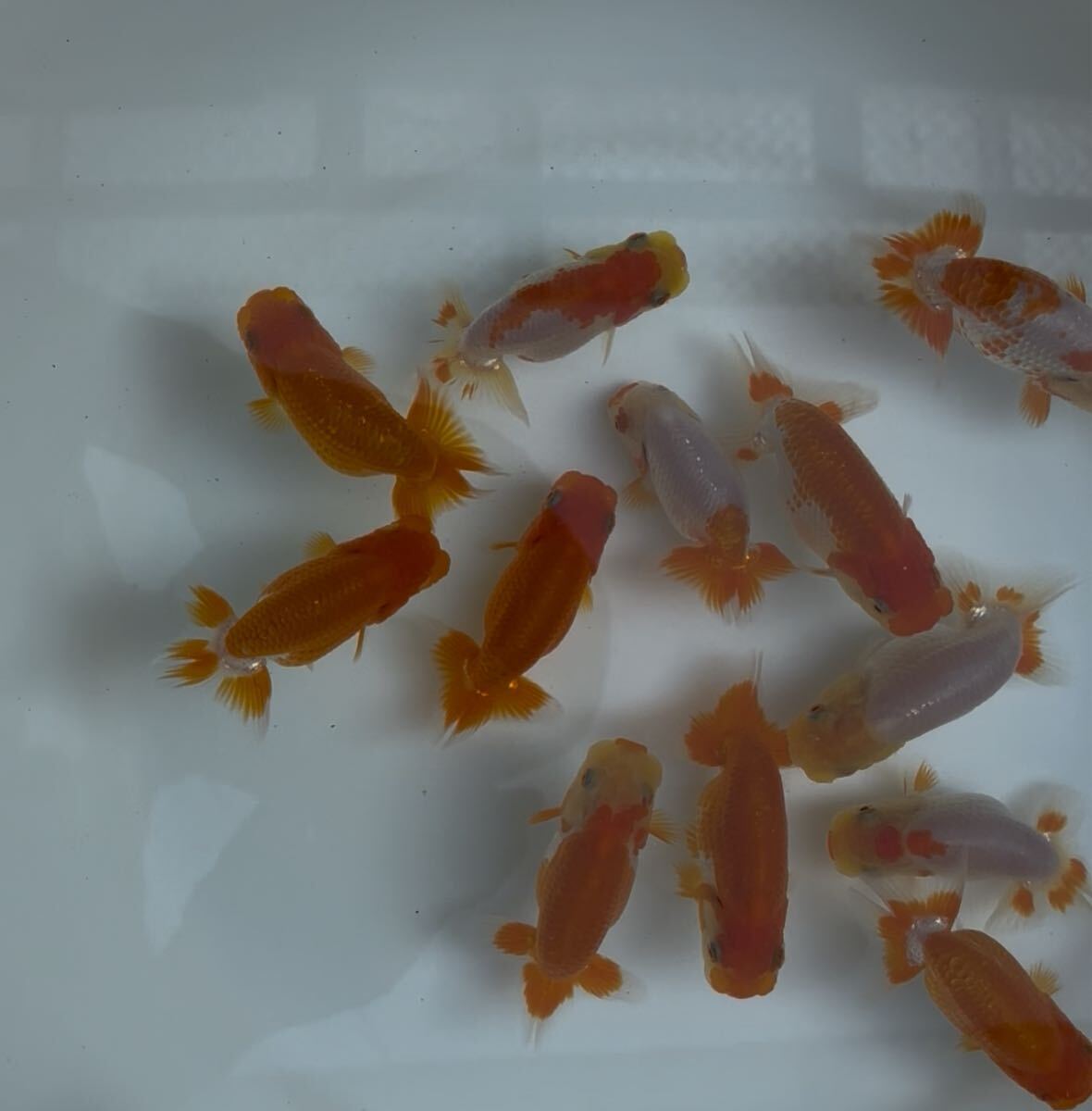 510らんちゅう当歳12匹セット④_1