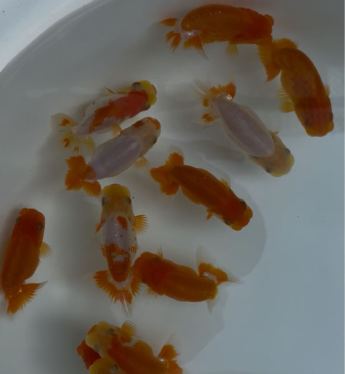 510らんちゅう当歳12匹セット④_2