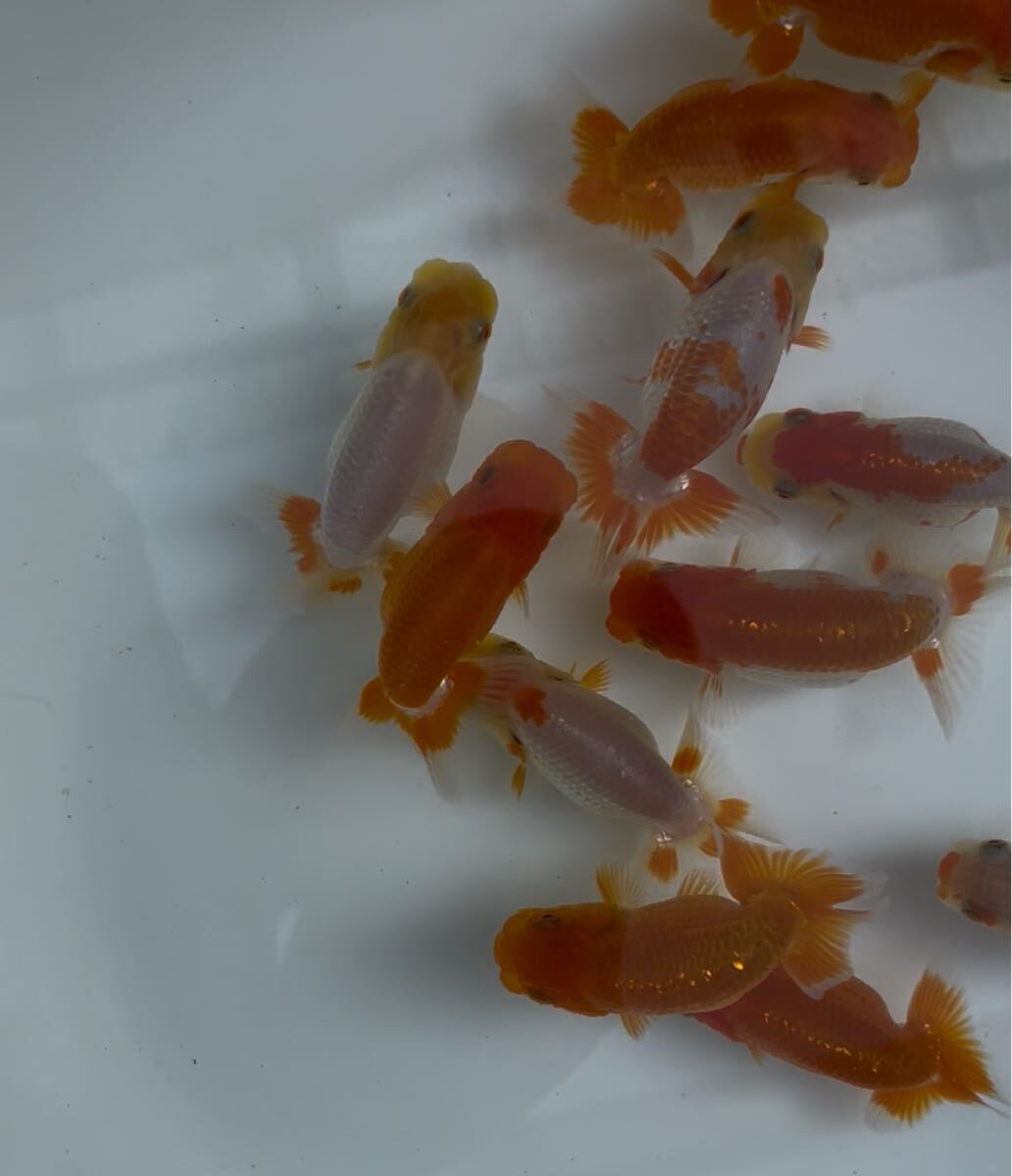 510らんちゅう当歳12匹セット④_3