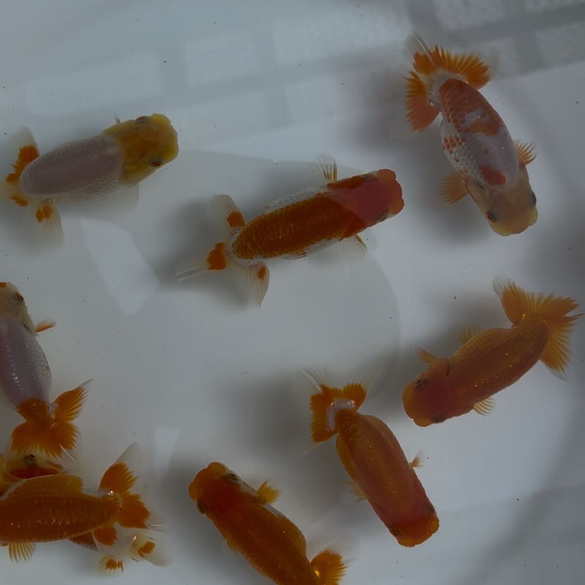 510らんちゅう当歳12匹セット④_4