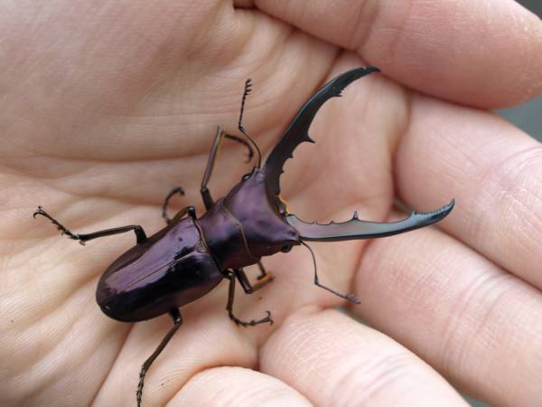 ★メタリフェル★綺麗　鮮やかなパープル系カラー　★１♂２♀★