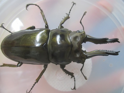 ババオウゴンオニクワガタ♂75㎜ペア　①　♂ちょっと傷アリ。