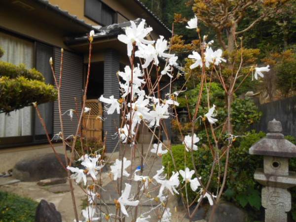ツツジ苗 シロヤシオツツジ 希少ツツジ 白花オンツツジ 大株 ツツジ
