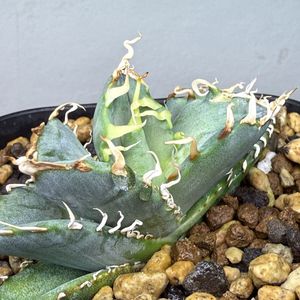 アガベ ブルーのYahoo!オークション(旧ヤフオク!)の相場・価格を見る