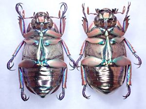 プラチナコガネの値段と価格推移は？｜5件の売買データからプラチナ