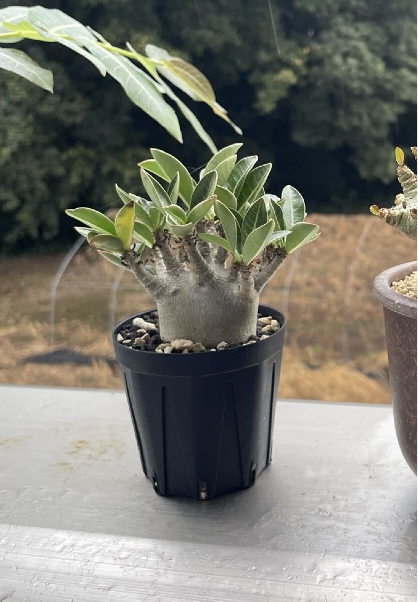 塊根植物、グラキリス、アデニウムセット アデニウム・モンスター】検塊根植物ソコトラムアラビカムドワーフ