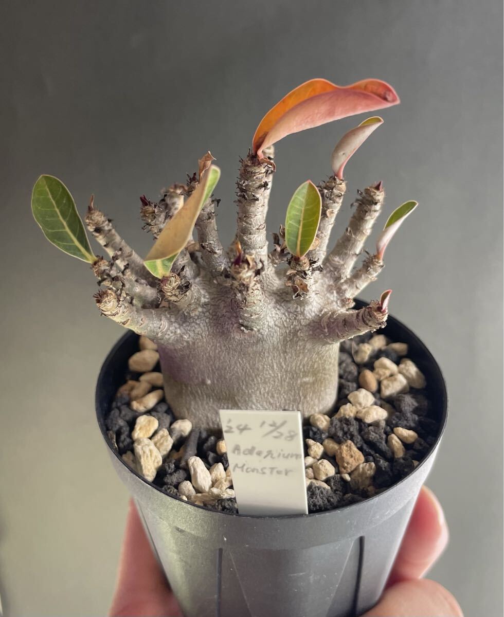 アデニウム・モンスター】検塊根植物ソコトラムアラビカムドワーフ