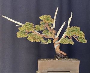 盆栽 真柏のYahoo!オークション(旧ヤフオク!)の相場・価格を見る