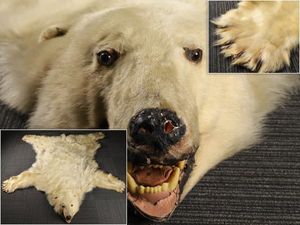 熊 剥製の値段と価格推移は？｜15件の売買データから熊 剥製の価値が