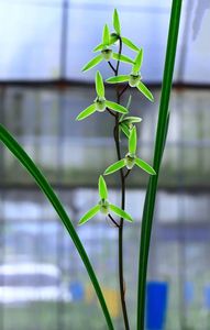 寒蘭のYahoo!オークション(旧ヤフオク!)の相場・価格を見る｜Yahoo