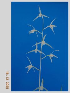 寒蘭 土佐寒蘭のYahoo!オークション(旧ヤフオク!)の相場・価格を見る