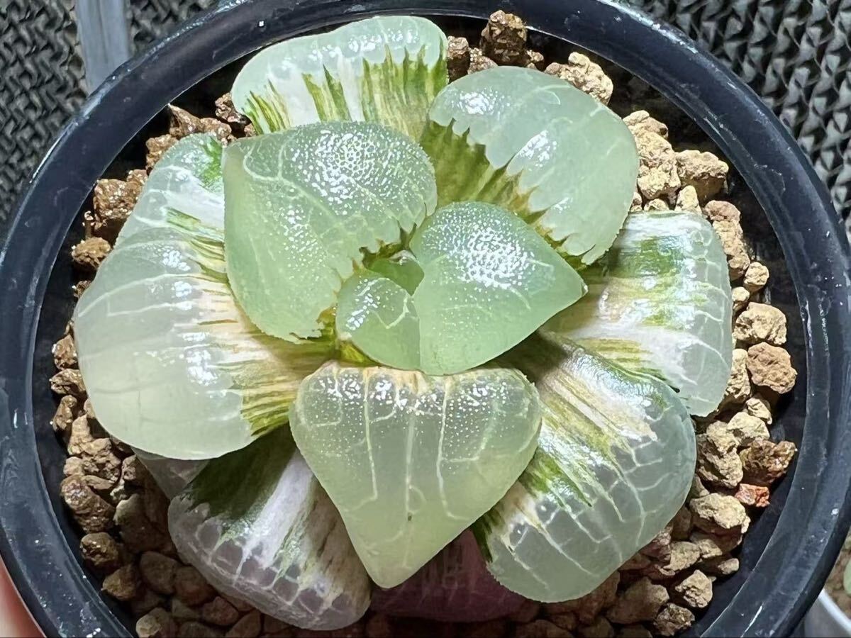 D54 多肉植物 ハオルチア ハオルシア もちもち 糯阿寿 超美品 希少株