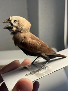 鳥 剥製の値段と価格推移は？｜11件の売買データから鳥 剥製の価値が