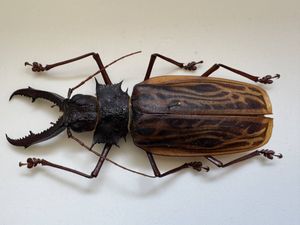 ウスバカミキリの値段と価格推移は？｜48件の売買データからウスバ