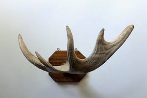 ヘラジカ 角の値段と価格推移は？｜1件の売買データからヘラジカ 角の