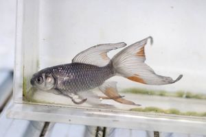 その他 青鉄魚 親サイズ 20オーバー