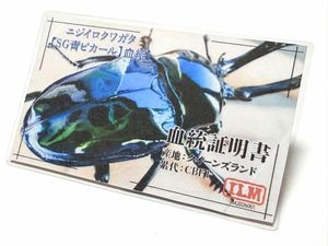 ニジイロクワガタ ピカールのYahoo!オークション(旧ヤフオク!)の相場