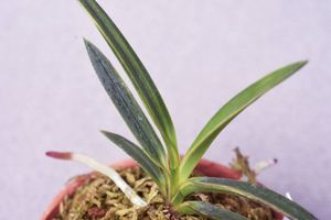 【至宝の逸品】富貴蘭　皇国殿（ルビー根工藤建国白縞） 至宝の逸品】富貴蘭 皇国殿（ルビー根工藤建国白縞） 建国殿縞