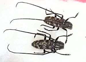 ヒゲナガカミキリの値段と価格推移は？｜9件の売買データからヒゲナガ