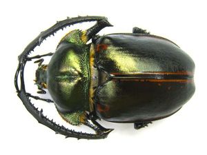 ヤンソニーテナガコガネの値段と価格推移は？｜6件の売買データから