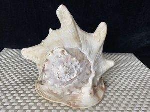 トウカムリガイの値段と価格推移は？｜4件の売買データから