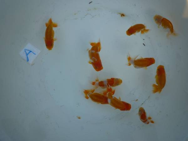 【三蘭夢】特上種 　当歳１０匹セット　A　NO，1　発送日限定