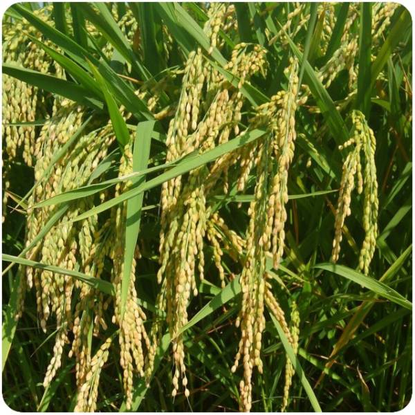 有機栽培・低農薬栽培　28年度産コシヒカリ玄米10㎏　農家直送10