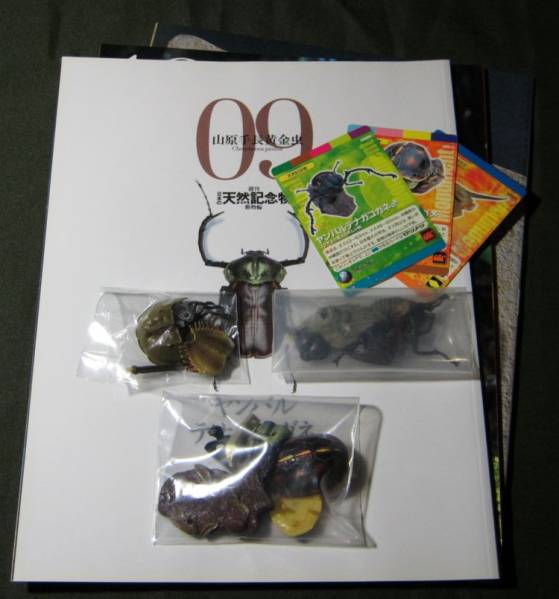 日本の天然記念物 カブトガニ セマルハコガメ テナガコガネ 3種