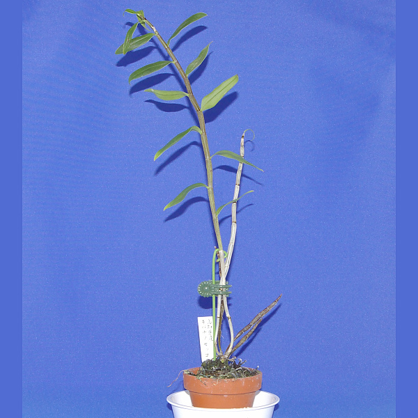 キバナノセッコク 高知県産 2 セッコク デンドロビウム 洋蘭 ラン 売買されたオークション情報 Yahooの商品情報をアーカイブ公開 オークファン Aucfan Com