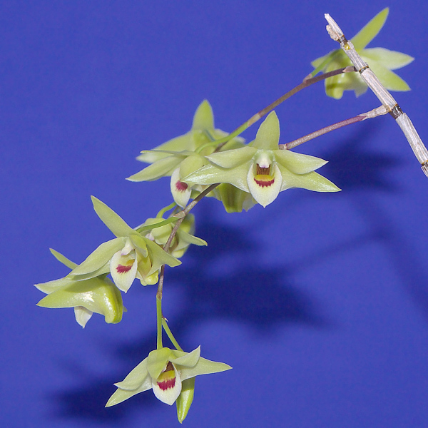 キバナノセッコク 高知県産 2 セッコク デンドロビウム 洋蘭 ラン 売買されたオークション情報 Yahooの商品情報をアーカイブ公開 オークファン Aucfan Com