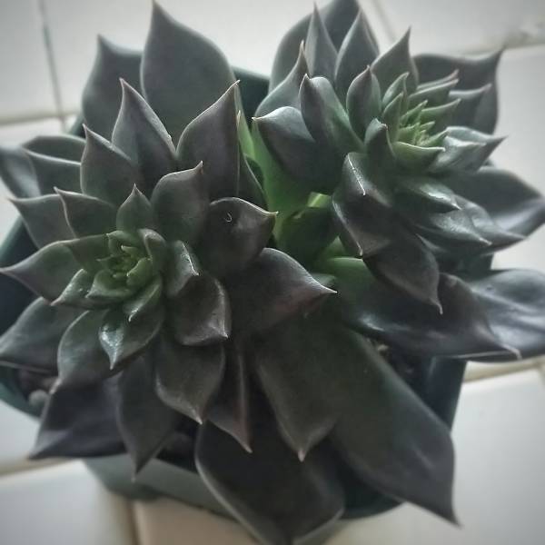 多肉植物 ブラックプリンス_1