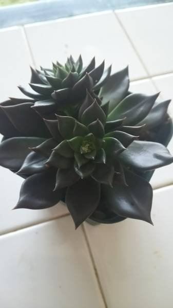 多肉植物 ブラックプリンス_2