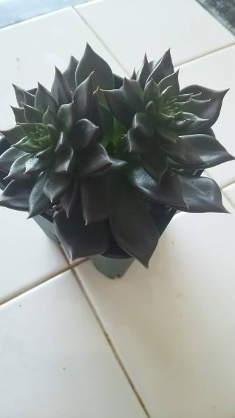 多肉植物 ブラックプリンス_3