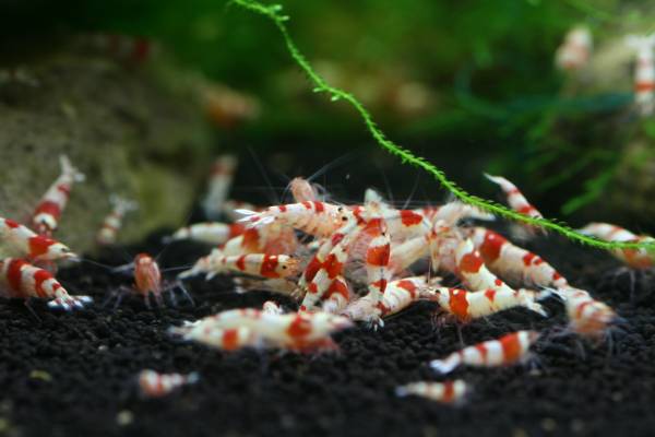 即決送料無料　レッドビーシュリンプ　日の丸　20匹