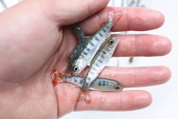 山口産　あまご稚魚　５０匹　山口県産　アマゴ　ヤマメ　イワナ