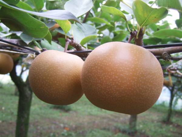 【生産者直送】果肉は柔らかく甘くてジューシーな茨城あきづき梨