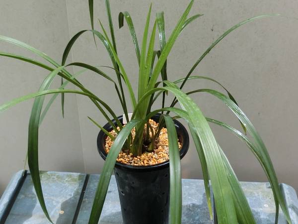 薩摩寒蘭　「白貴」　展示会用特大株